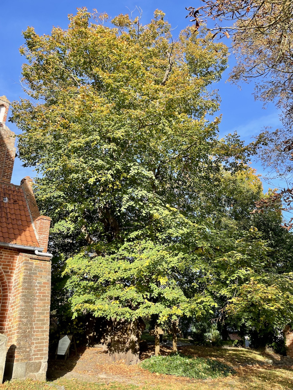 Tilia platyphyllos - Sundhagen-Reinberg - Oktober 2025
