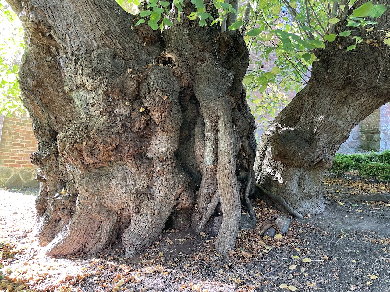 Tilia platyphyllos - Sundhagen-Reinberg - Oktober 2025