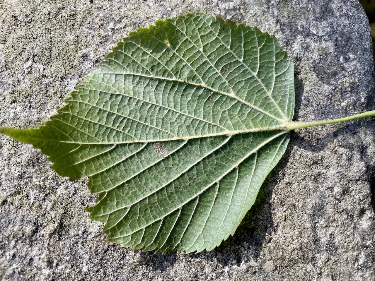 Tilia platyphyllos - Sundhagen-Reinberg - Oktober 2025