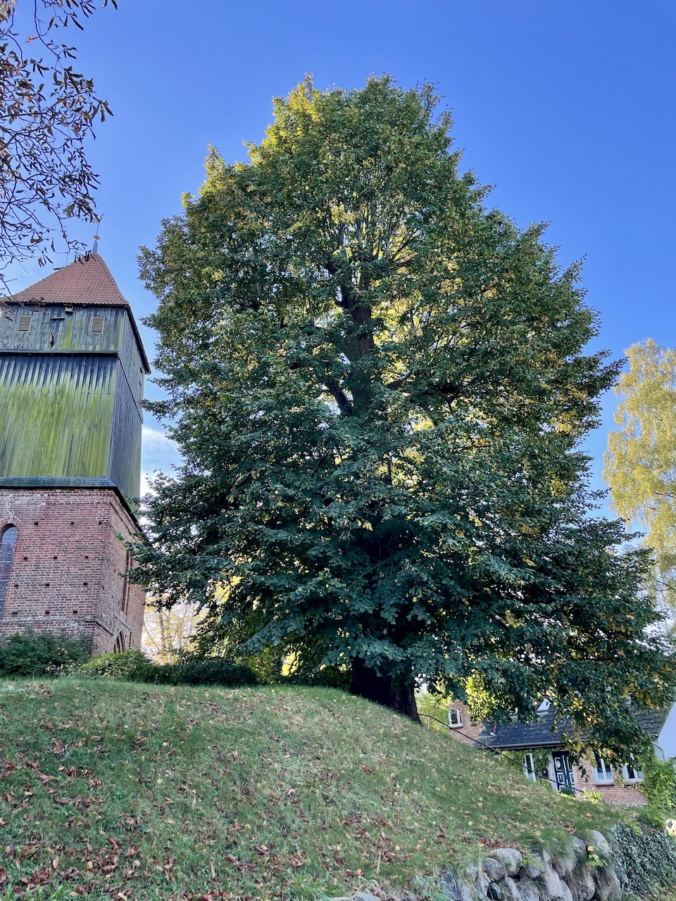 Tilia platyphyllos - Sundhagen-Reinberg - Oktober 2025