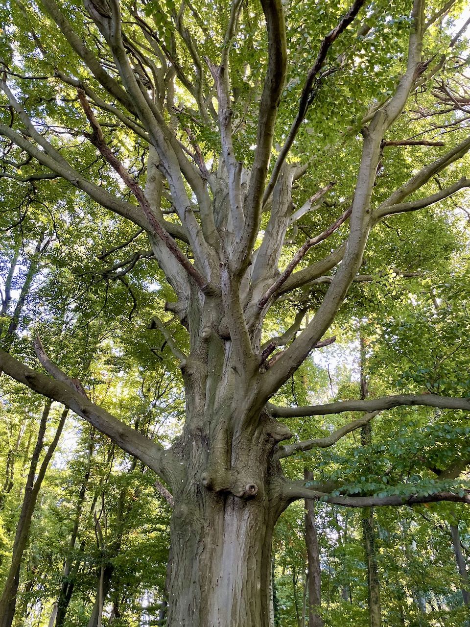 Fagus sylvatica - Süderholz-Griebenow - Oktober 2025