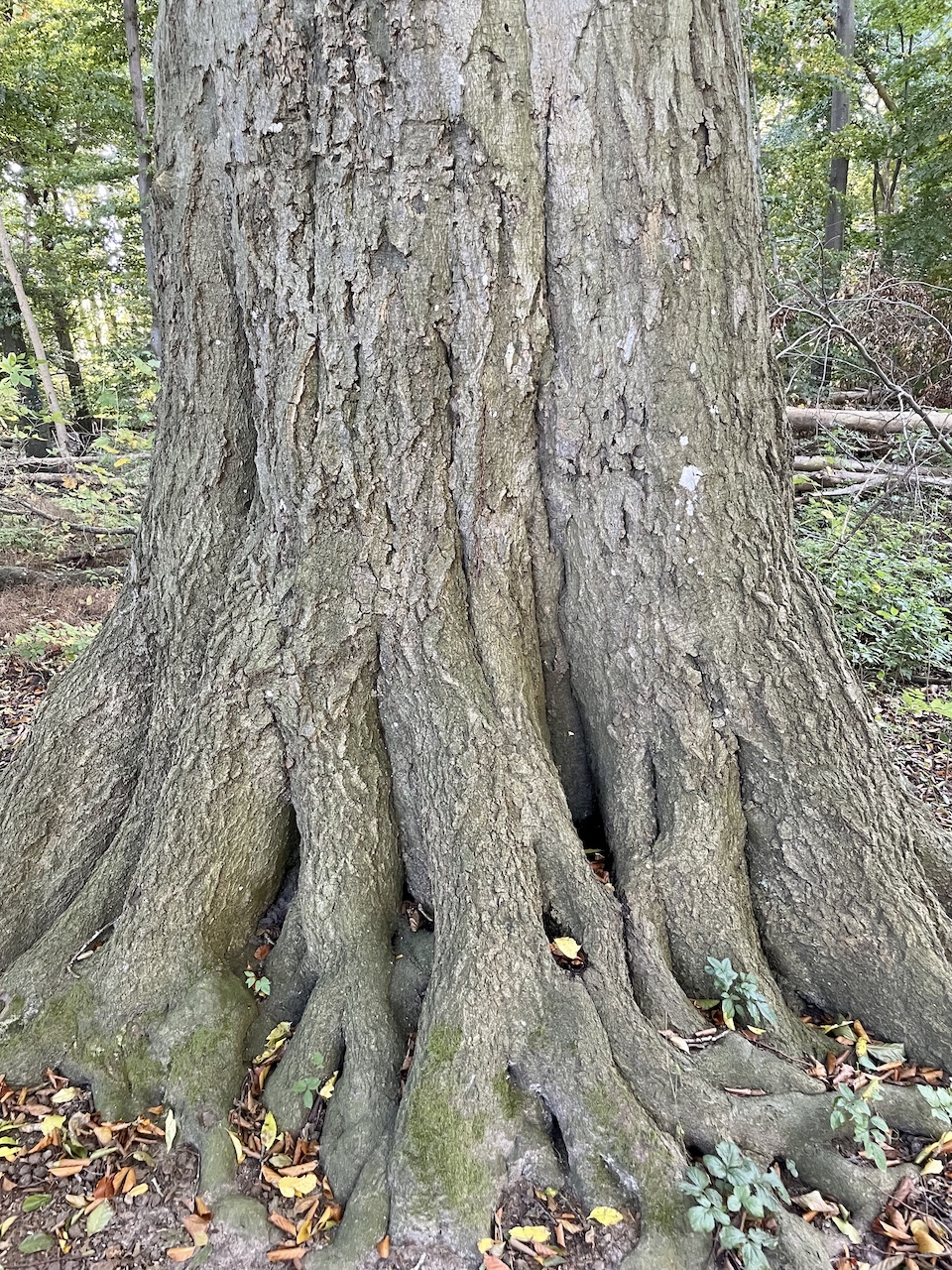 Fagus sylvatica - Süderholz-Griebenow - Oktober 2025