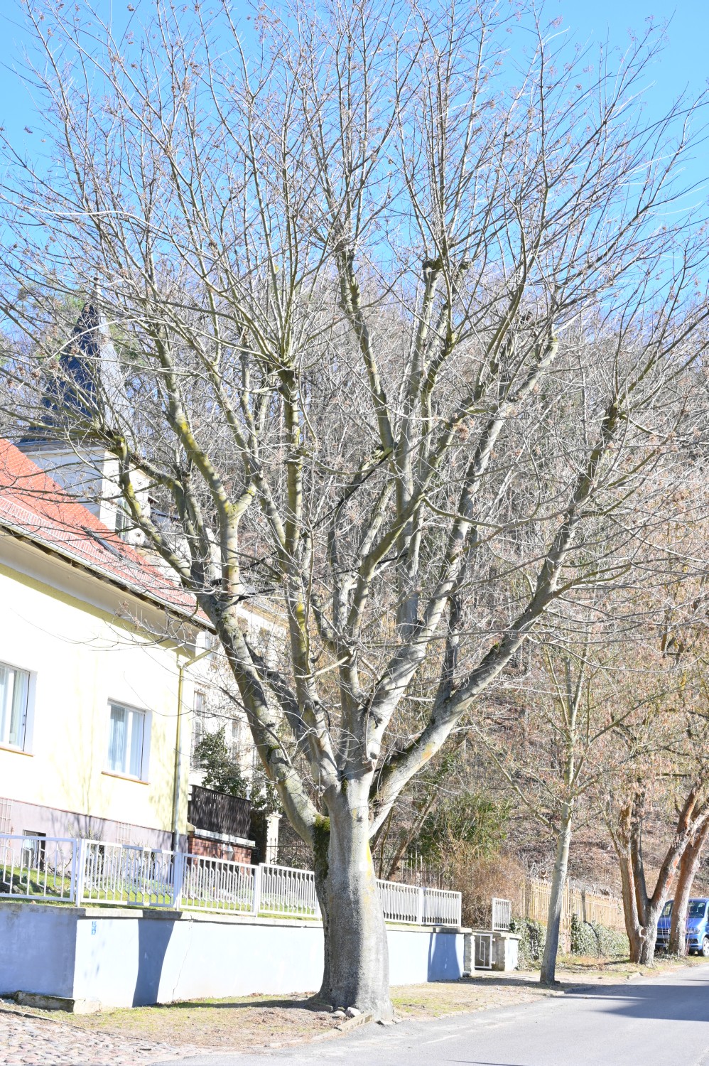 Tetradium daniellii - Bad Freienwalde - 2021