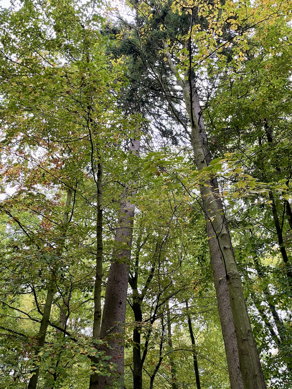 Picea abies - Elisenhain Eldena - Oktober 2025