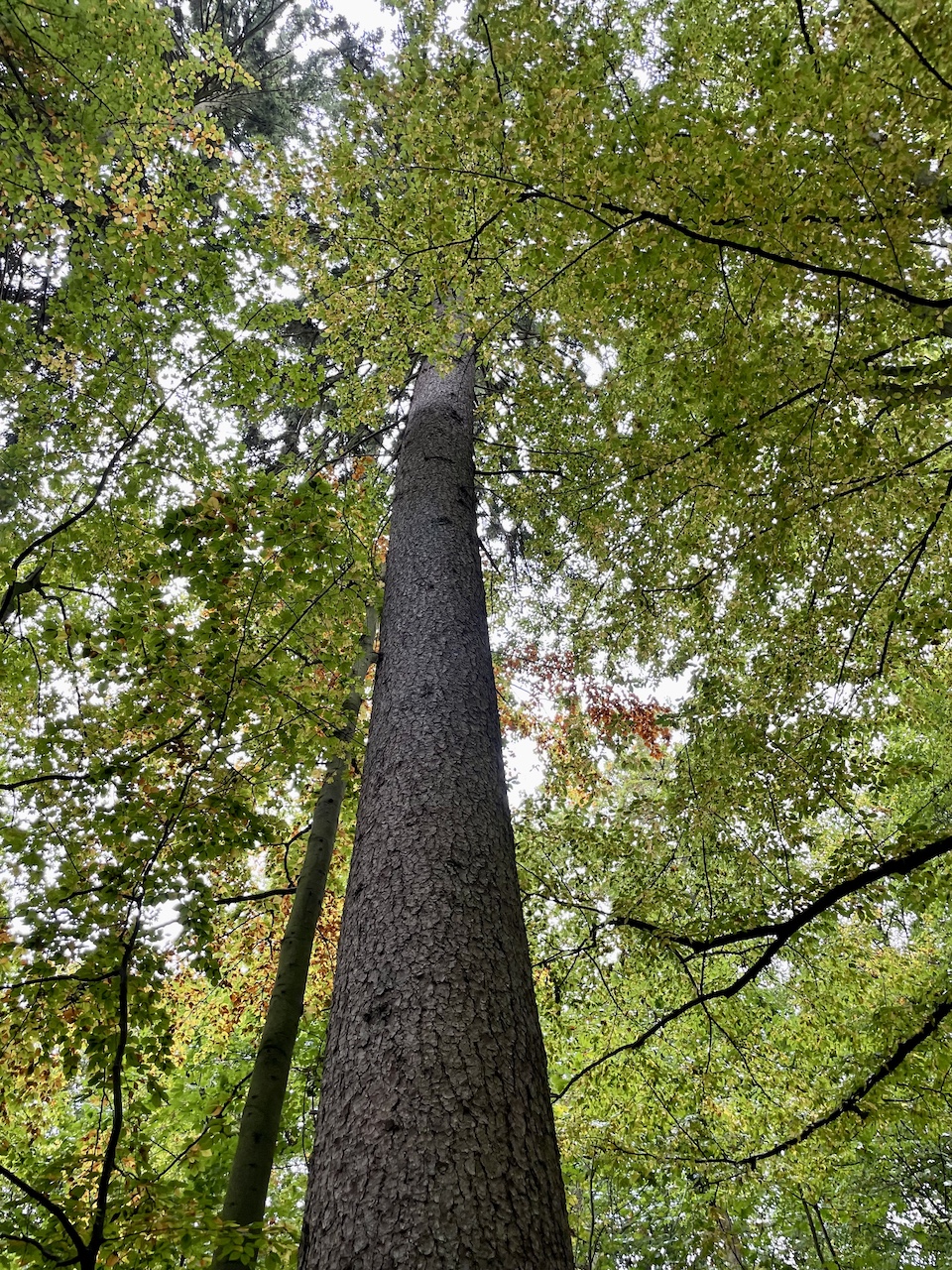 Picea abies - Elisenhain Eldena - Oktober 2025