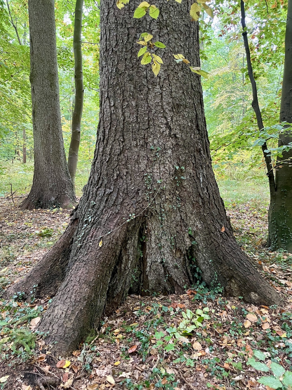 Picea abies - Elisenhain Eldena - Oktober 2025