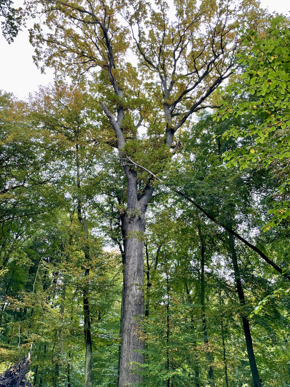 Quercus robur - Elisenhain Eldena - Oktober 2025