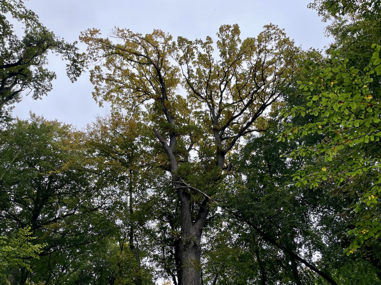 Quercus robur - Elisenhain Eldena - Oktober 2025