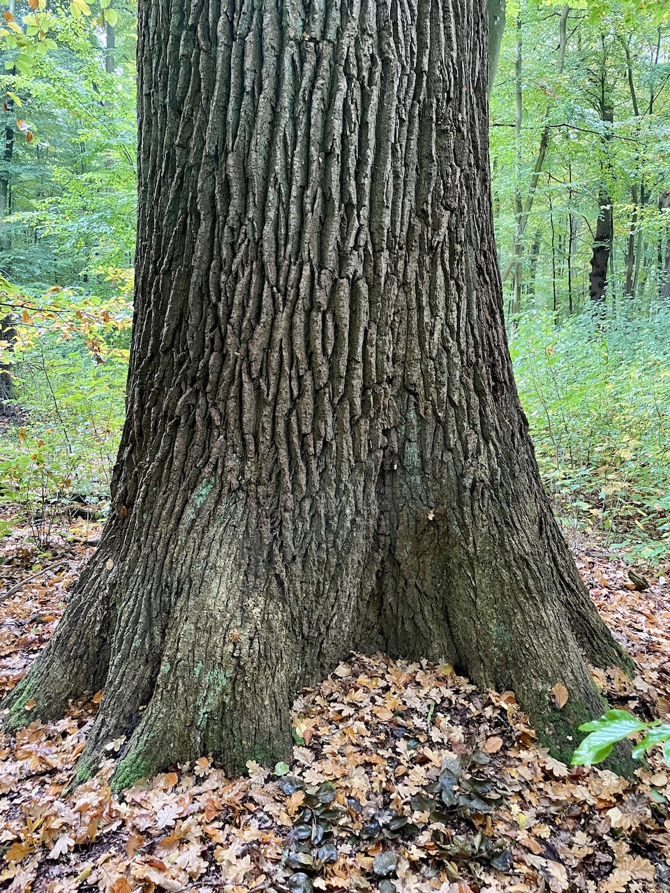Quercus robur - Elisenhain Eldena - Oktober 2025