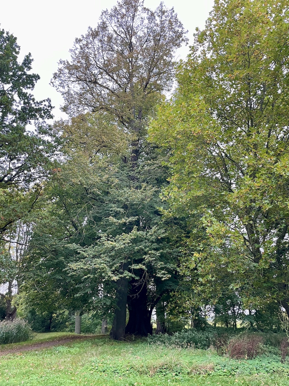 Tilia platyphyllos - Süderholz-Griebenow - Oktober 2025