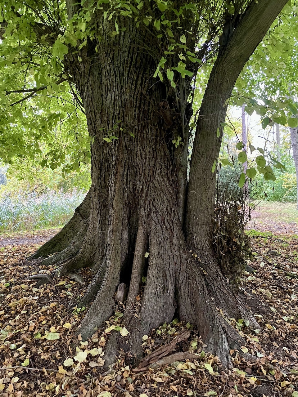 Tilia platyphyllos - Süderholz-Griebenow - Oktober 2025