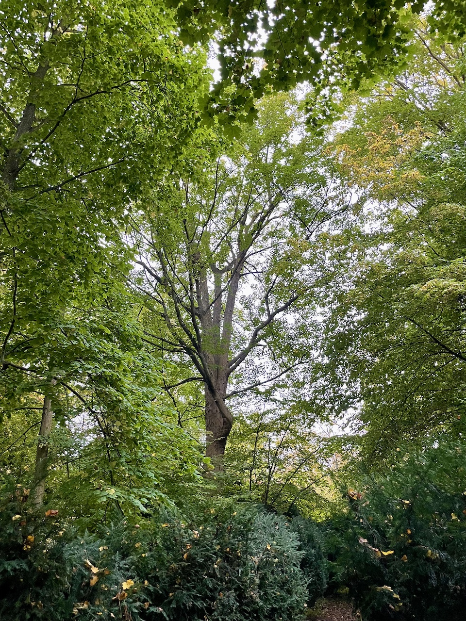 Acer pseudoplatanus - Süderholz-Griebenow - Oktober 2025