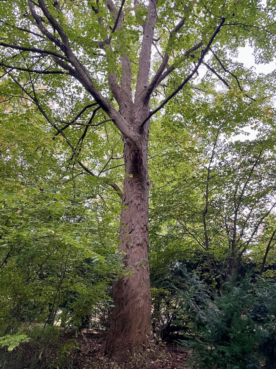 Acer pseudoplatanus - Süderholz-Griebenow - Oktober 2025