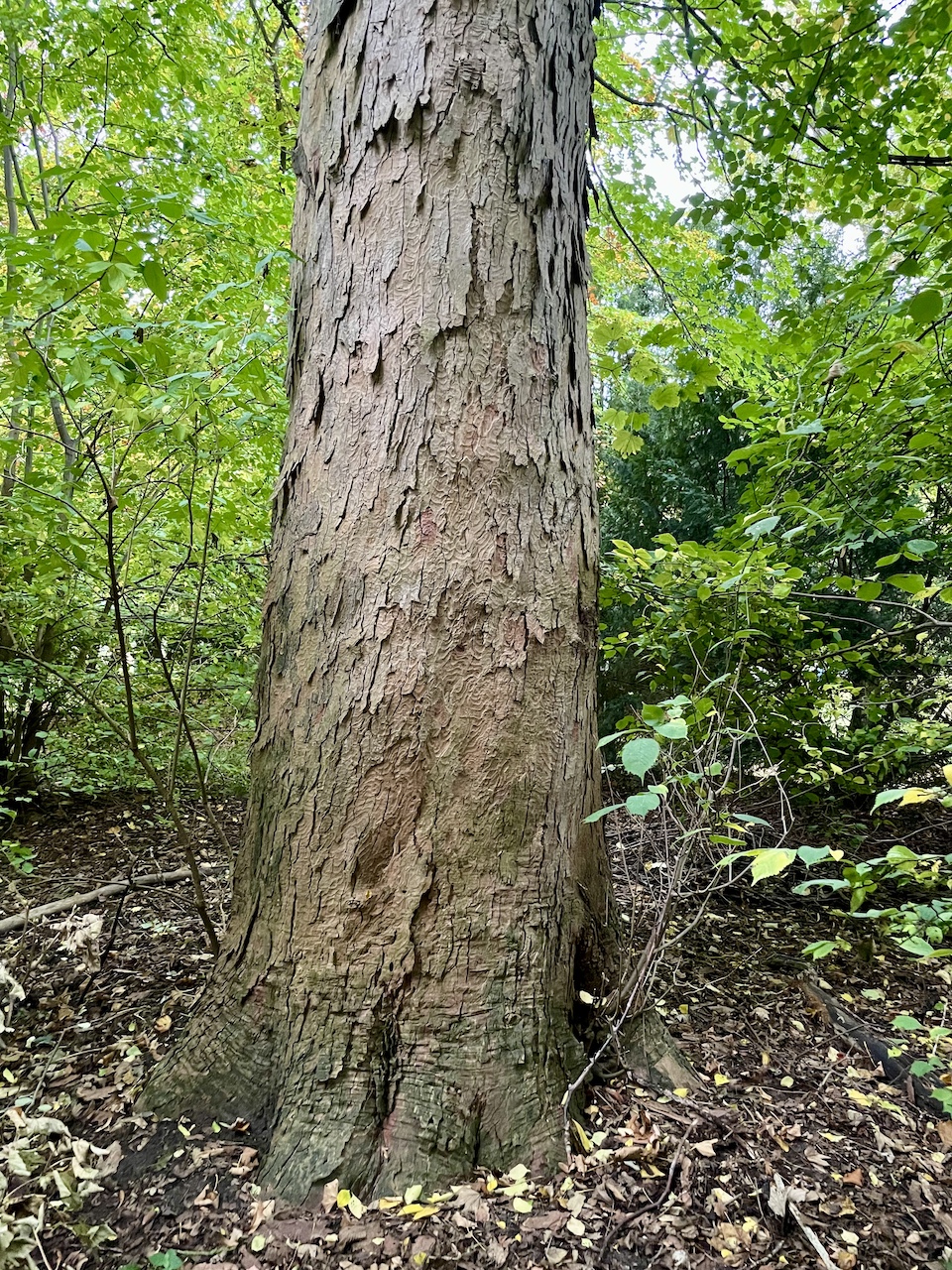 Acer pseudoplatanus - Süderholz-Griebenow - Oktober 2025