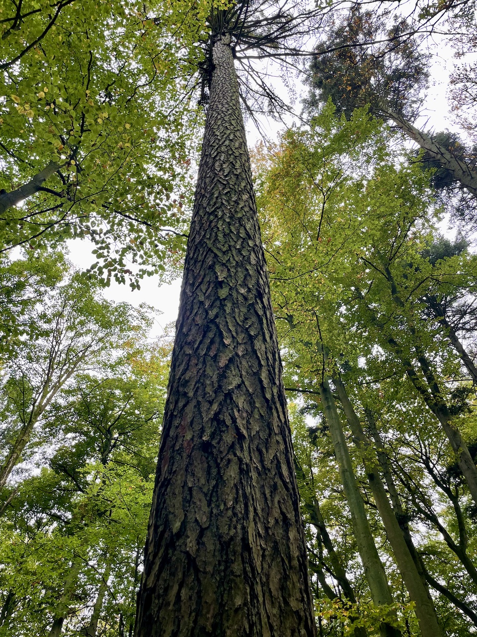 Pseudotsuga menziesii - Diedrichshagen - Oktober 2025