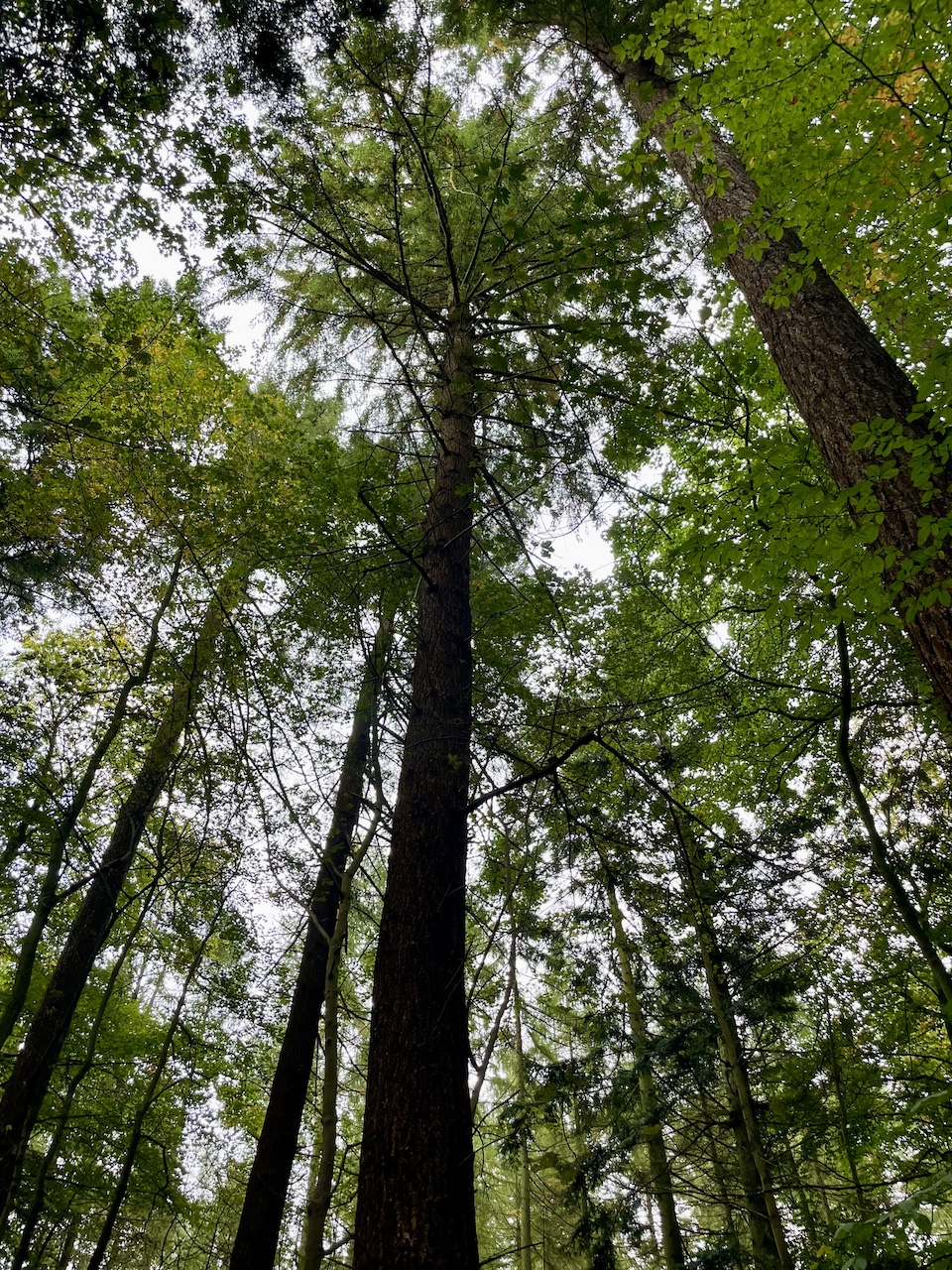 Pseudotsuga menziesii - Diedrichshagen - Oktober 2025