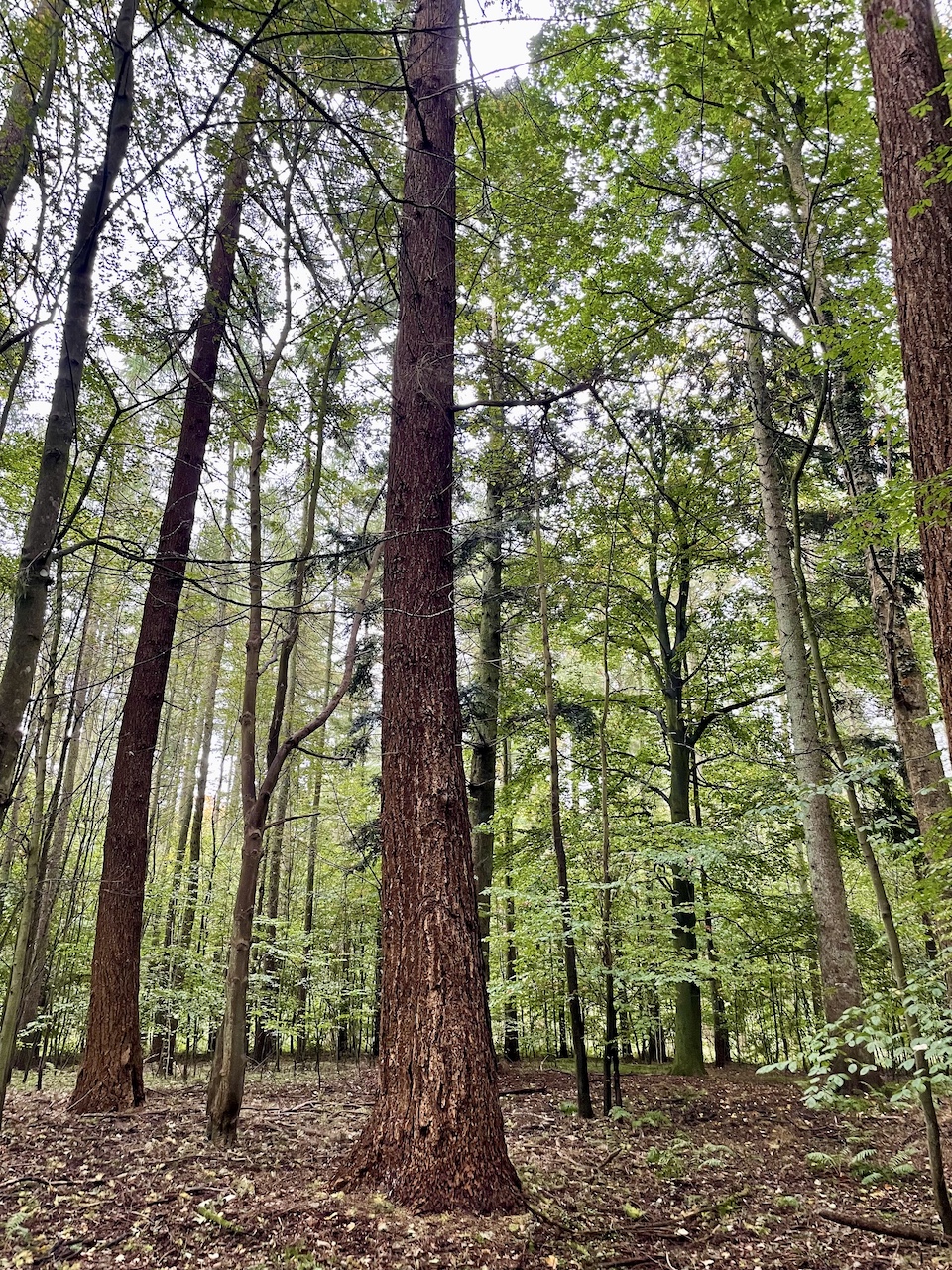 Pseudotsuga menziesii - Diedrichshagen - Oktober 2025