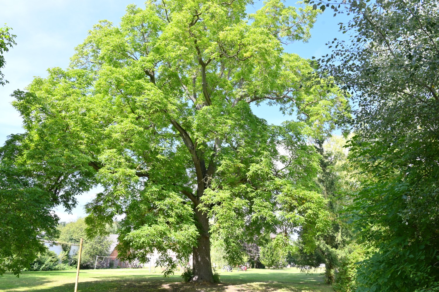 Hybrid-Walnuss - Gutspark Gerdshagen - August 2024