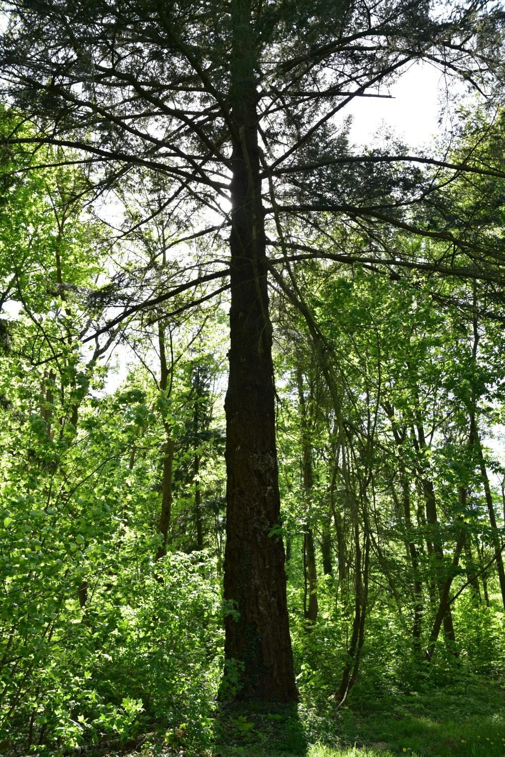 Pseudotsuga menziesii - Gutspark Schilde - September 2024
