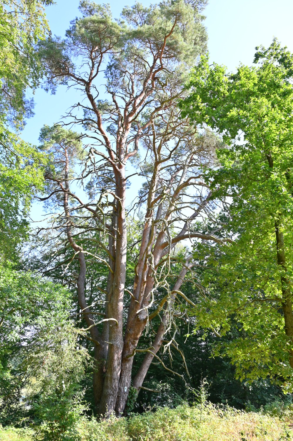 Pinus sylvestris - Kleesten bei Dobbertin - August 2024