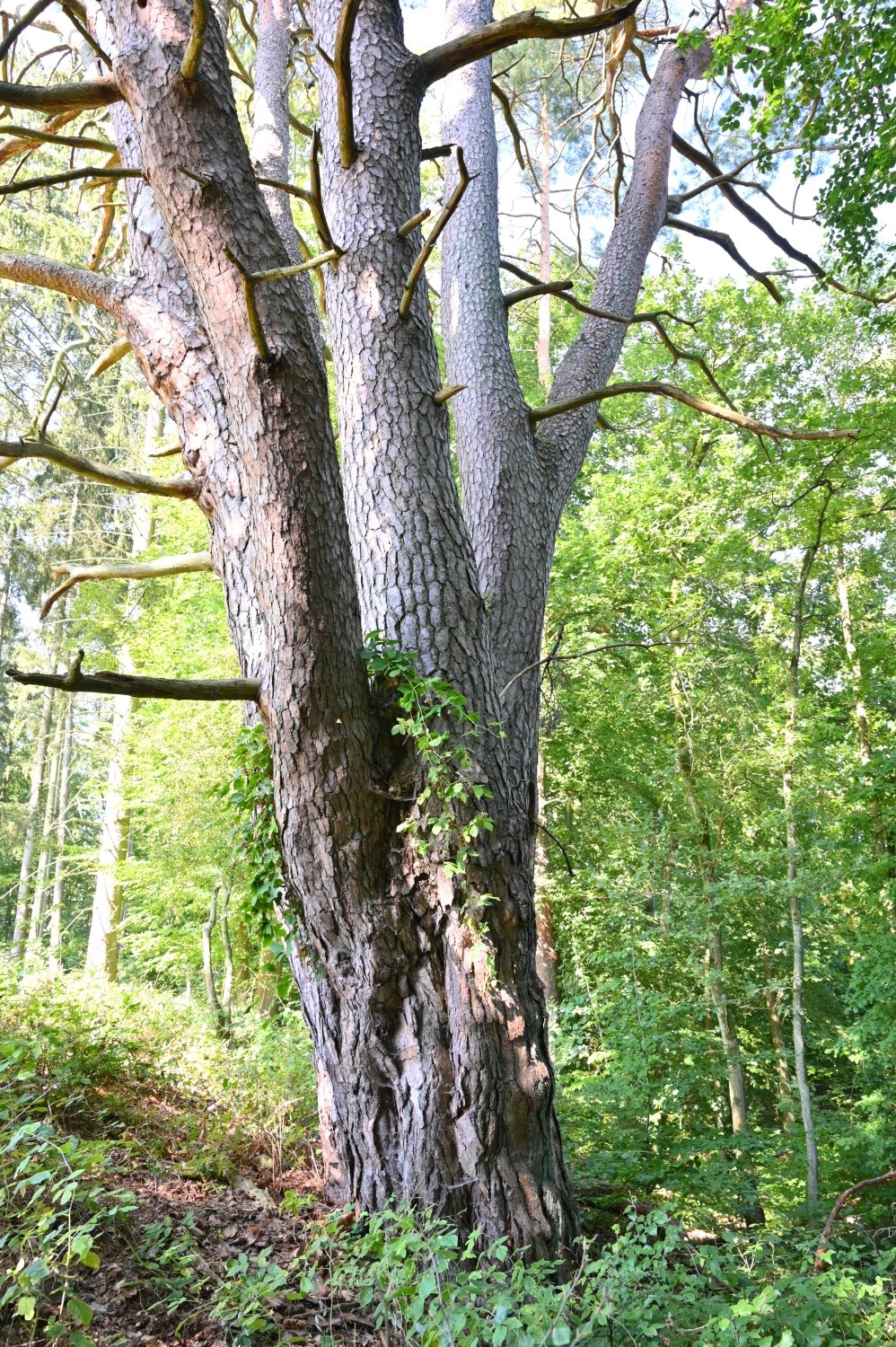 Pinus sylvestris - Kleesten bei Dobbertin - August 2024