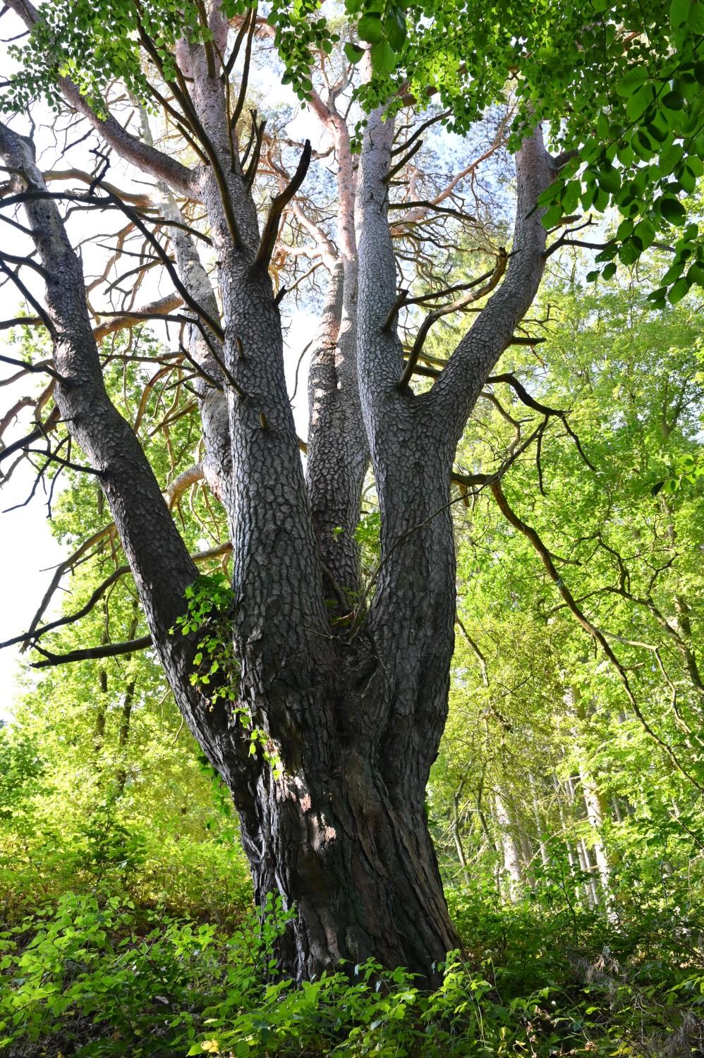 Pinus sylvestris - Kleesten bei Dobbertin - August 2024