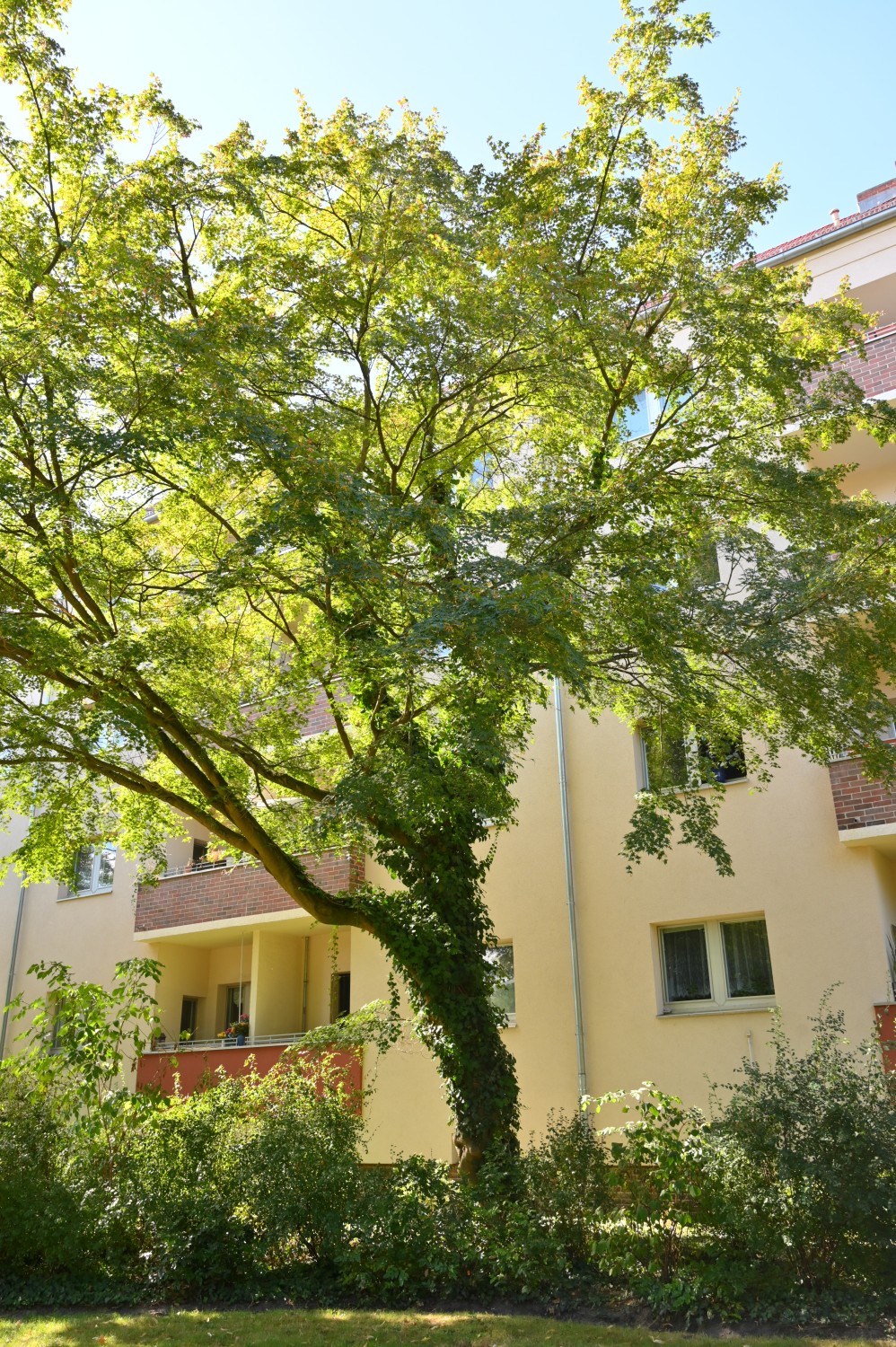 Acer palmatum - Berlin-Neukölln, Körnerpark - September 2024