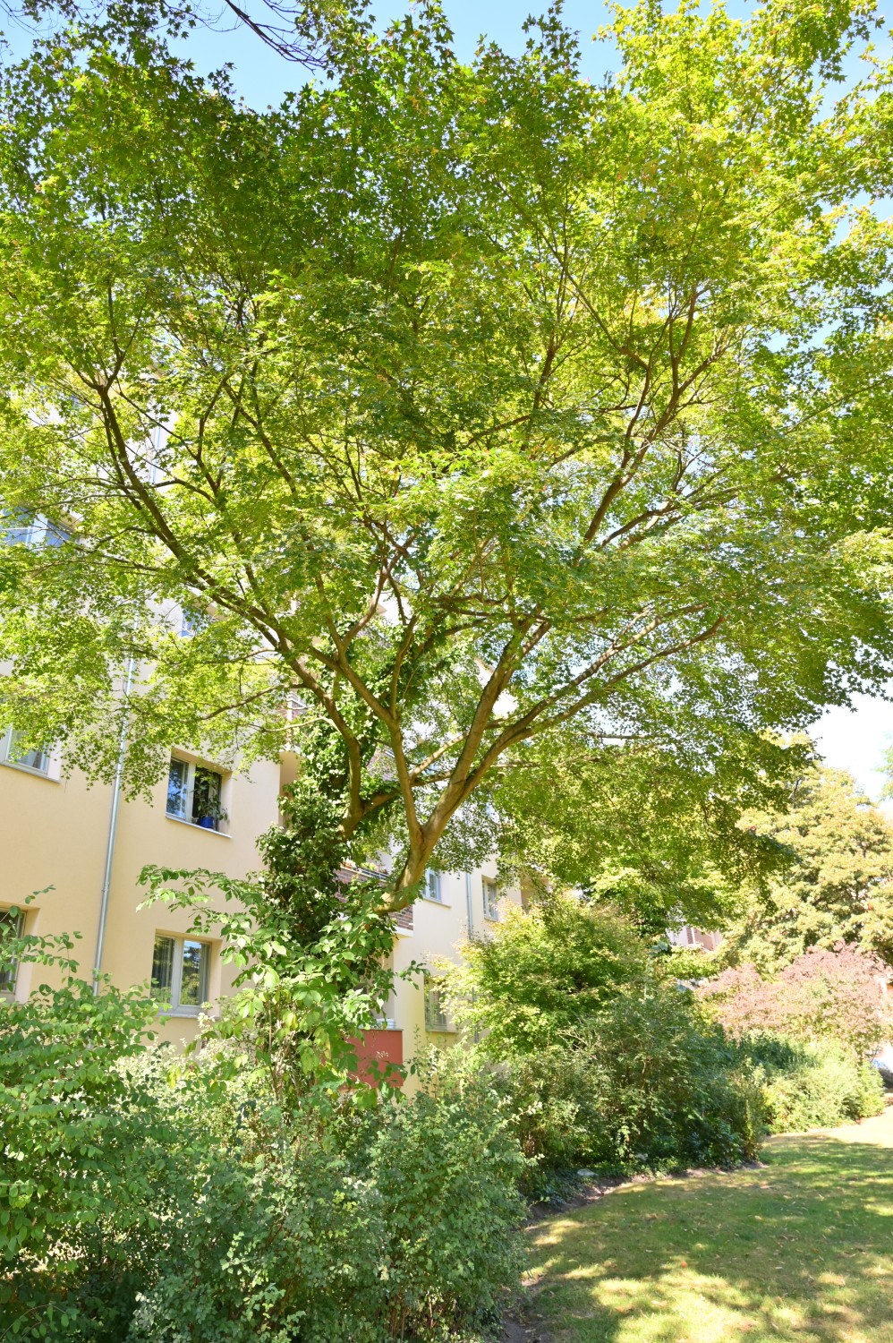 Acer palmatum - Berlin-Neukölln, Körnerpark - September 2024