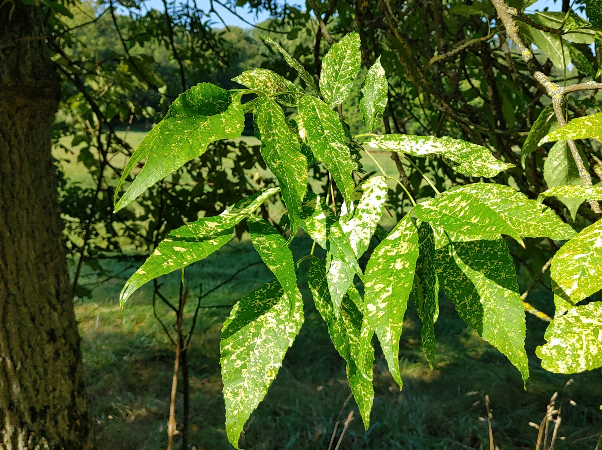 Fraxinus pennsylvanica 'Aucubaefolia' - Schlosspark Werneck - Sept. 2024