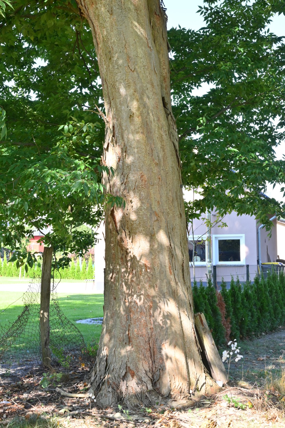 Zelkova serrata - ehemaliger Gutspark Vietznitz - September 2024