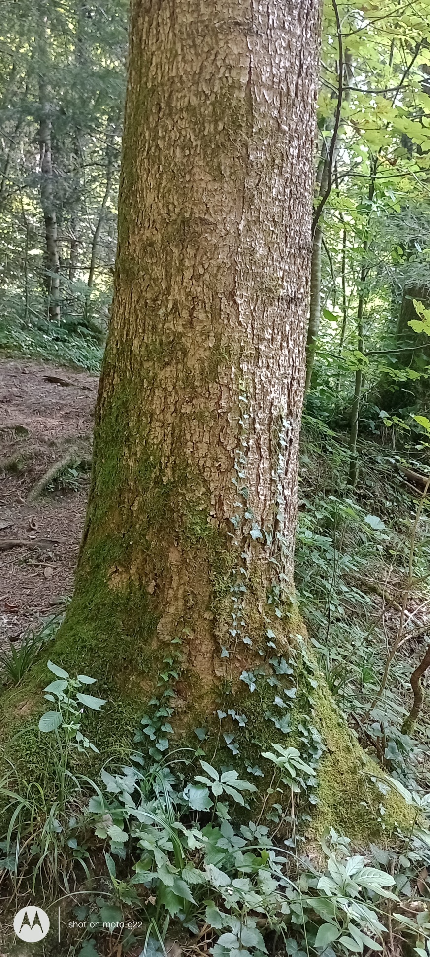Abies homolepis - Amerang - Sept. 2024