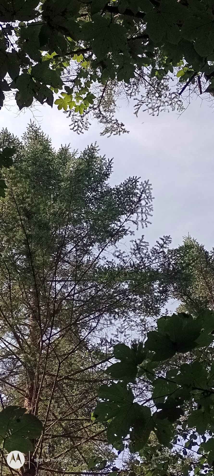 Abies homolepis - Amerang - Sept. 2024