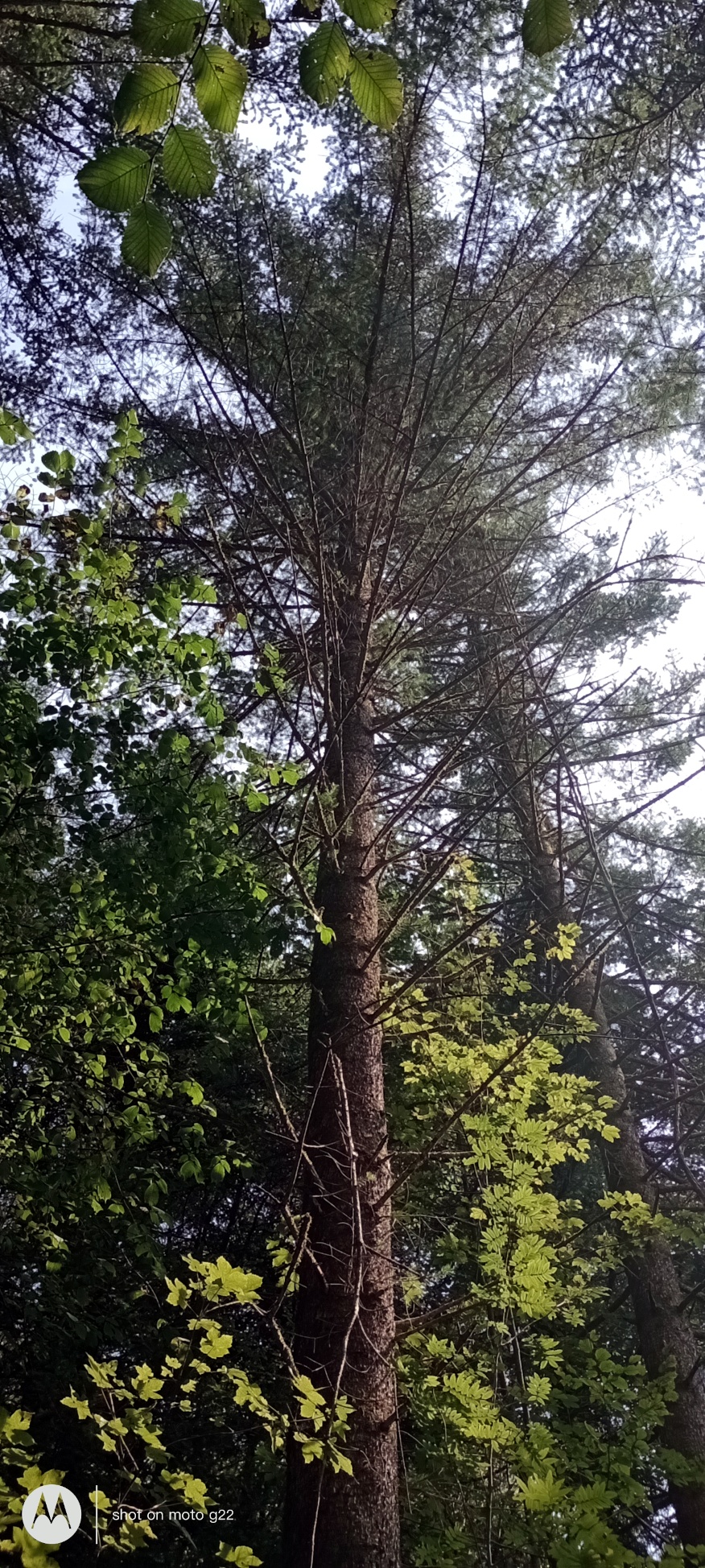 Abies homolepis - Amerang - Sept. 2024
