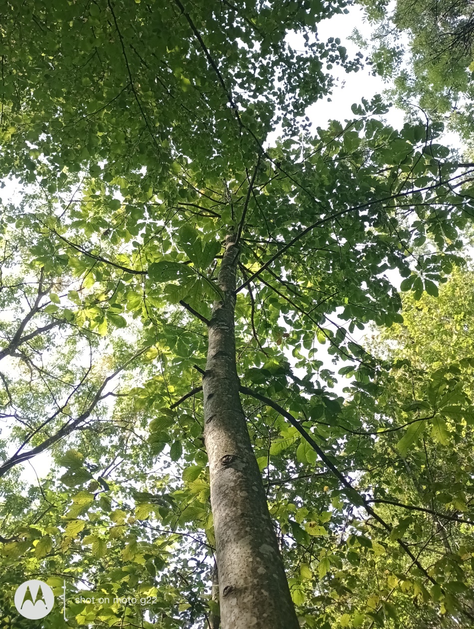 Magnolia obovata - Amerang - Sept. 2024