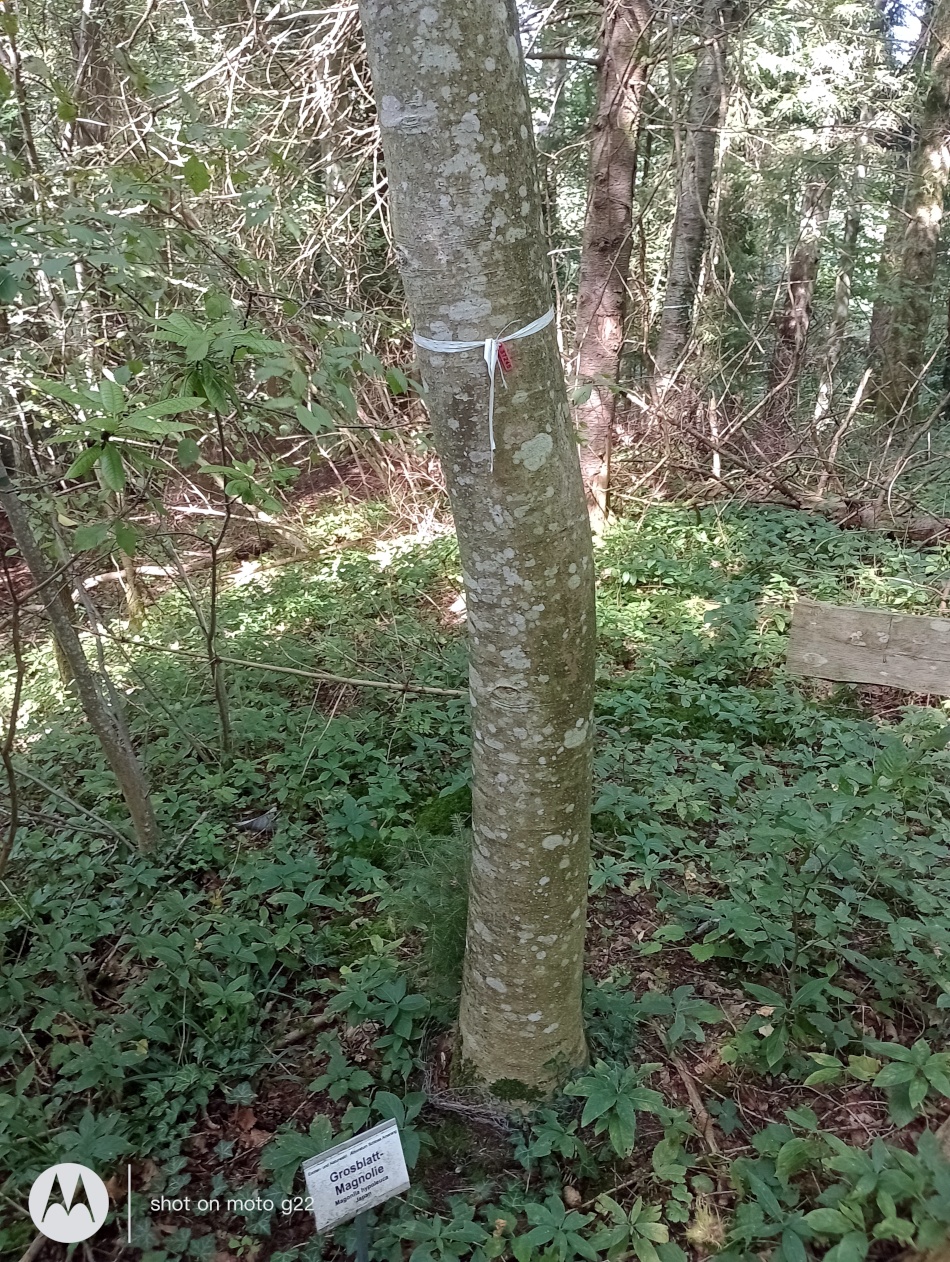 Magnolia obovata - Amerang - Sept. 2024