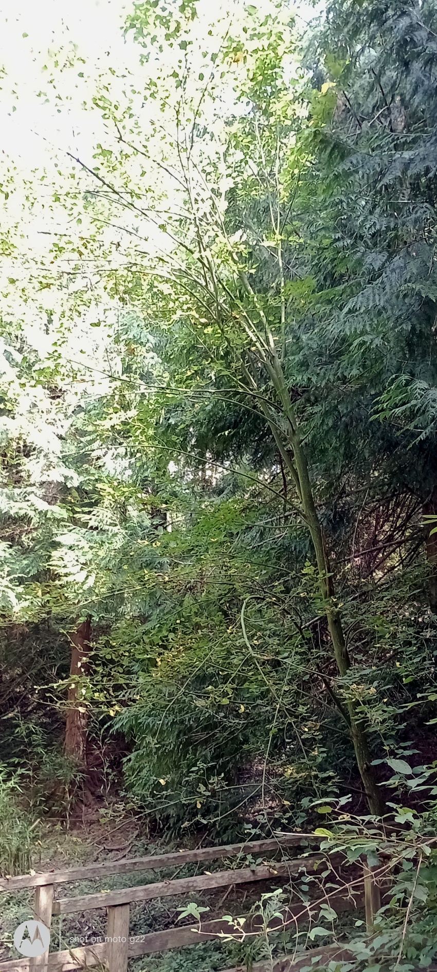 Acer rufinerve - Amerang - Sept. 2024