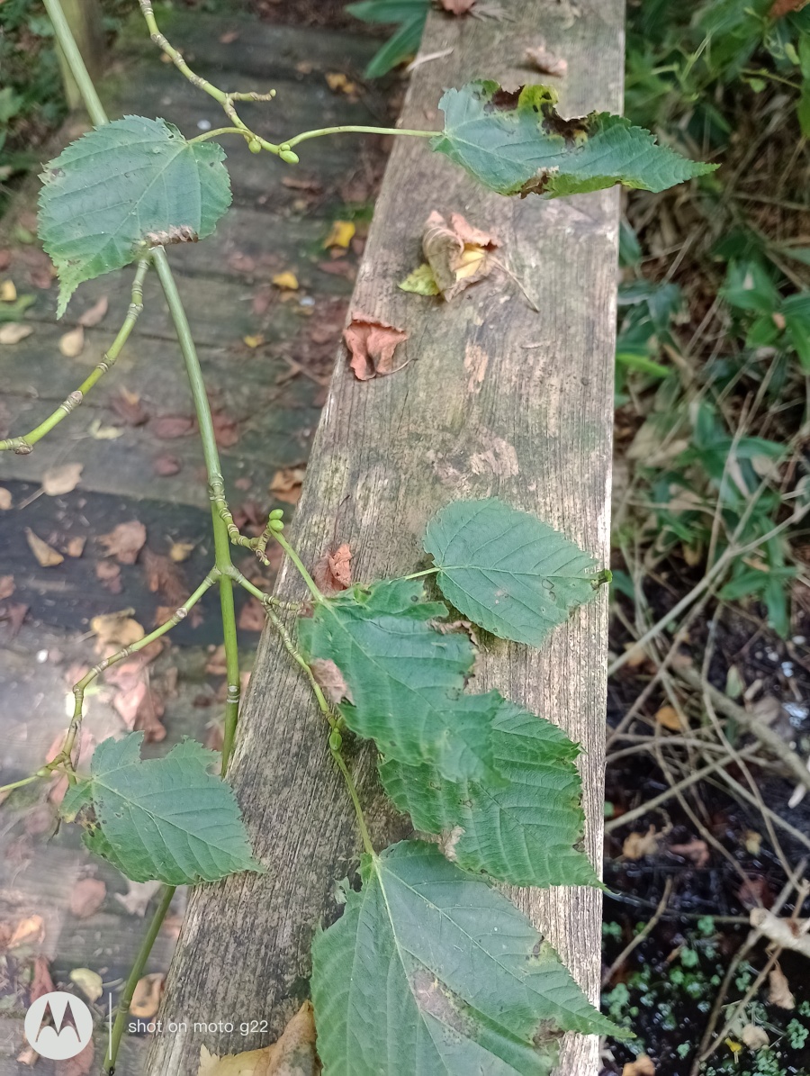 Acer rufinerve - Amerang - Sept. 2024