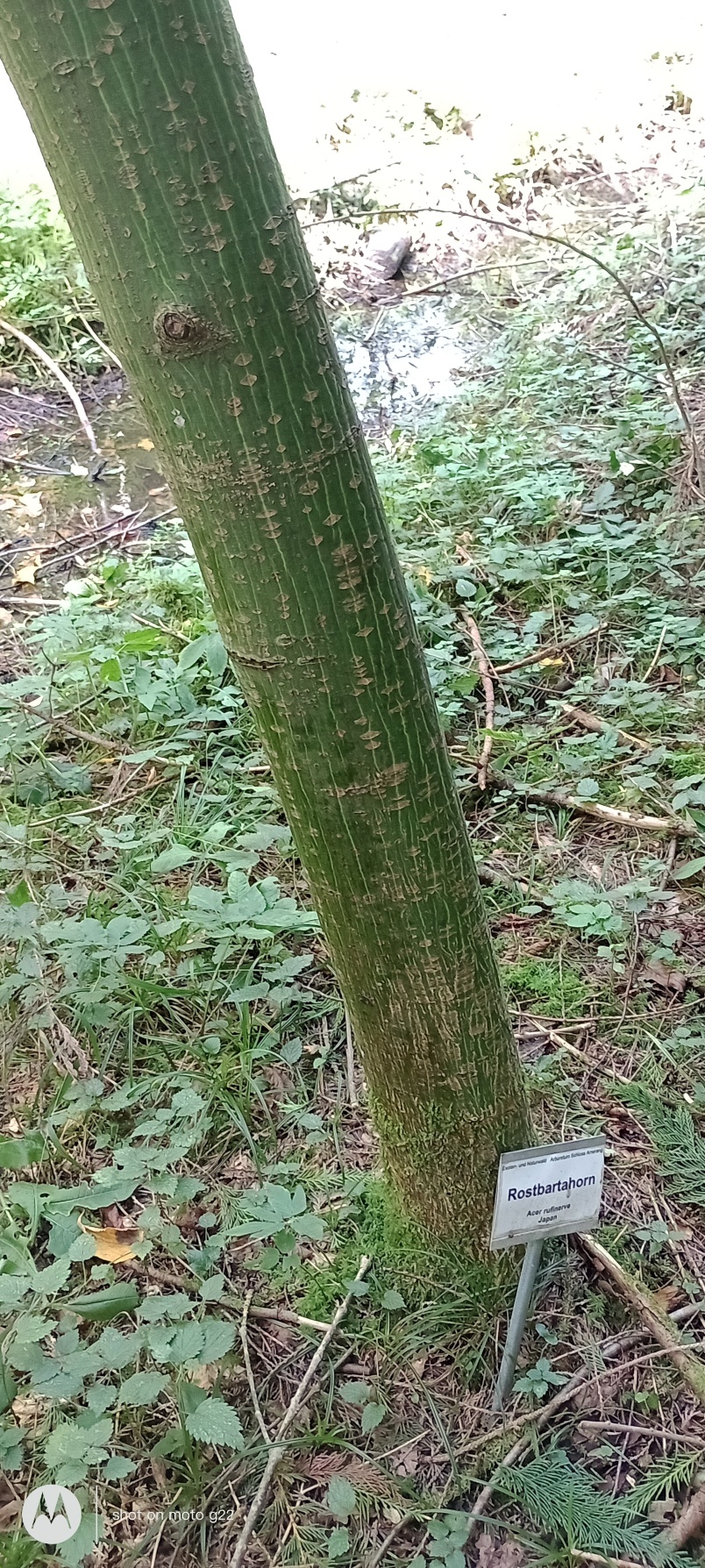 Acer rufinerve - Amerang - Sept. 2024