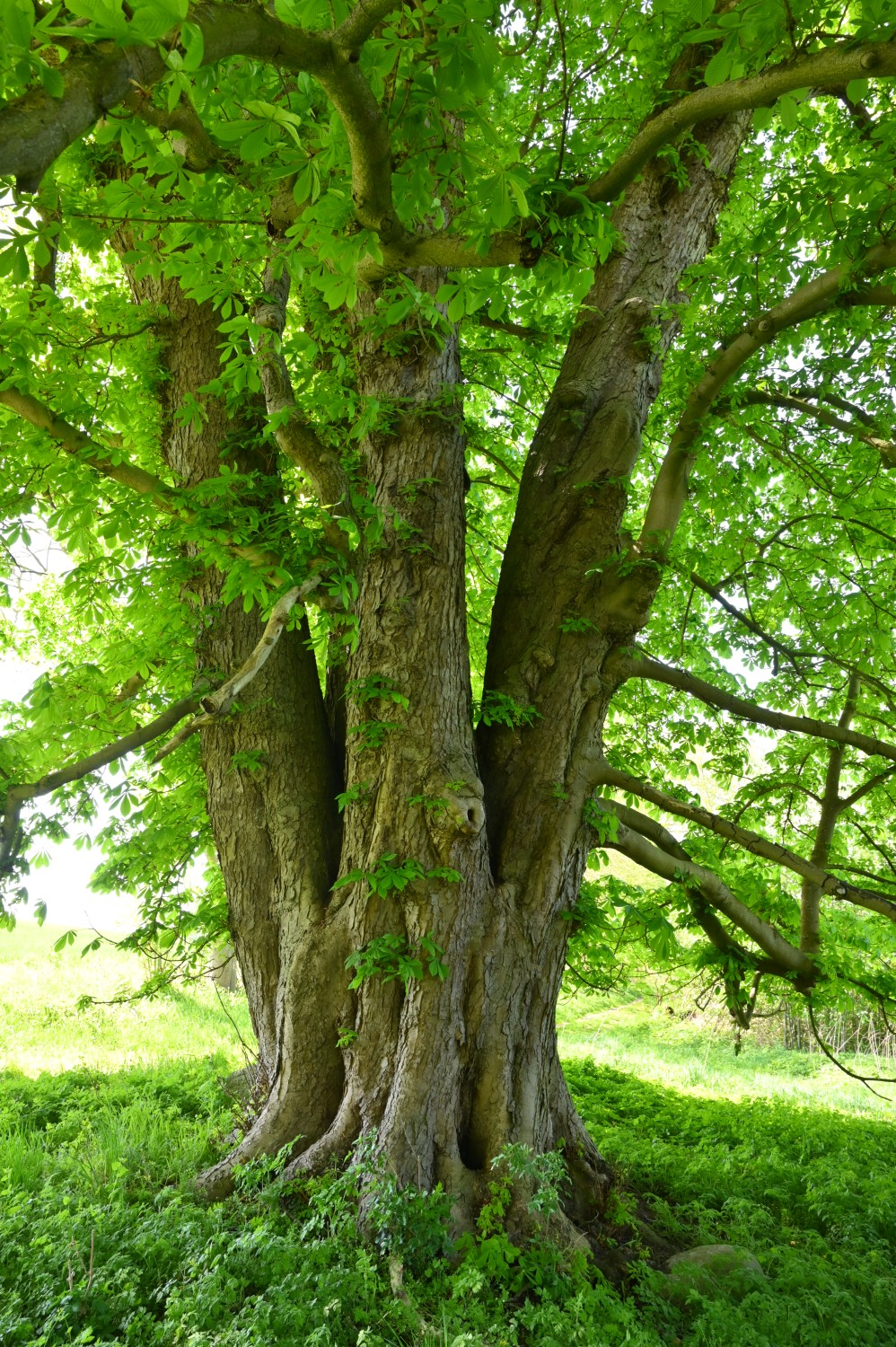Aesculus hippocastanum - Schwandt - Mai 2022