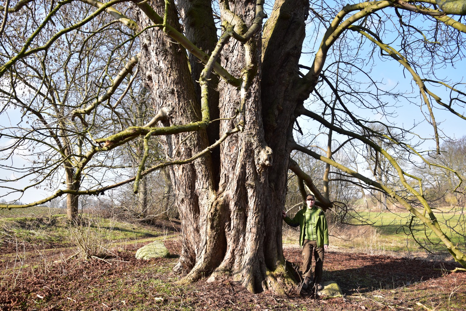 Aesculus hippocastanum - Schwandt - Februar 2016