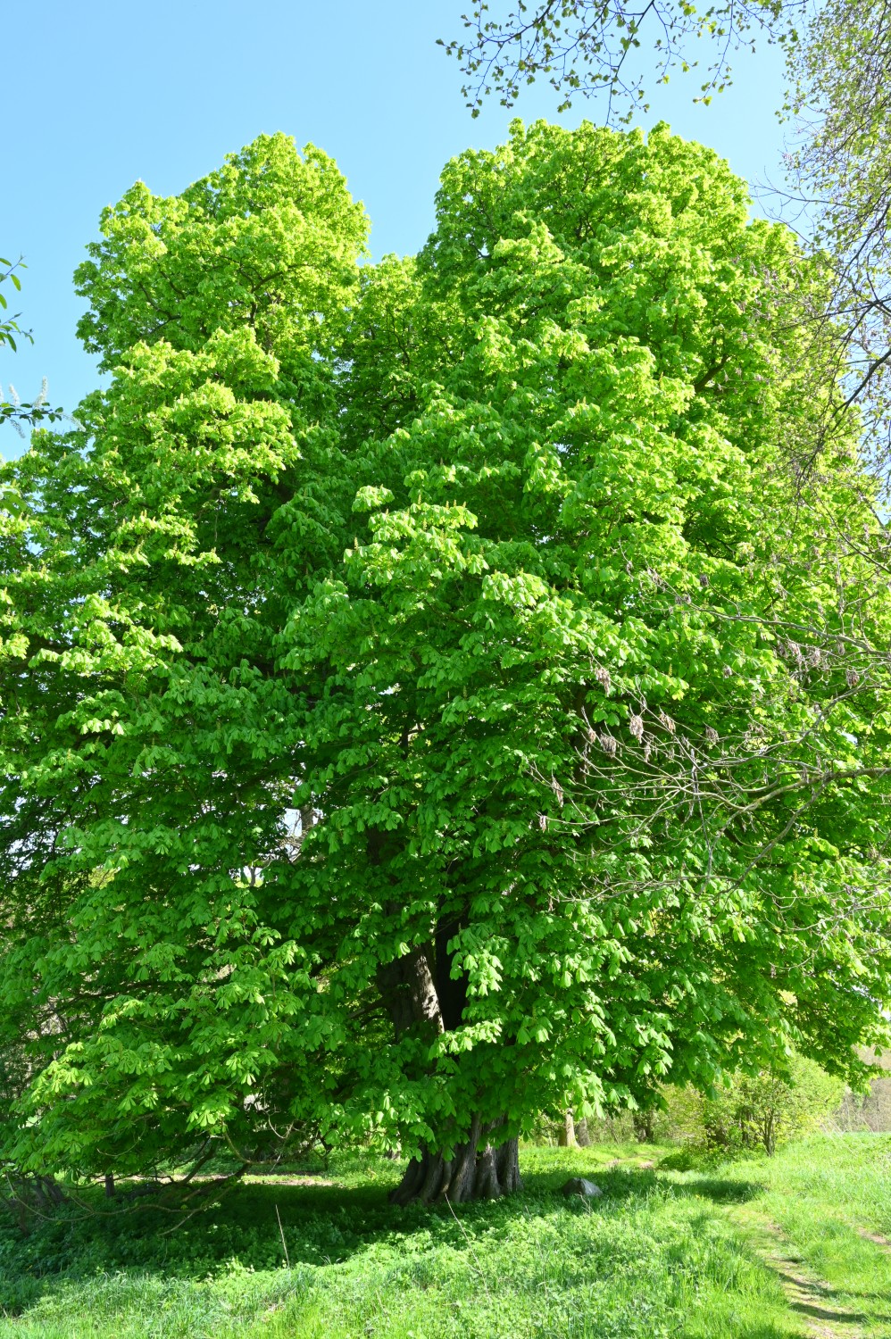 Aesculus hippocastanum - Schwandt - Mai 2022
