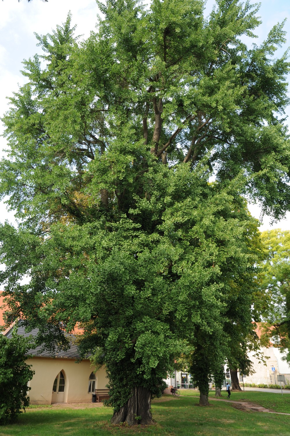 Ginkgo biloba - Lutherstadt Eisleben - August 2013