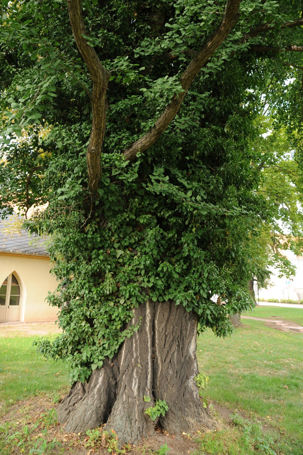 Ginkgo biloba - Lutherstadt Eisleben - August 2013