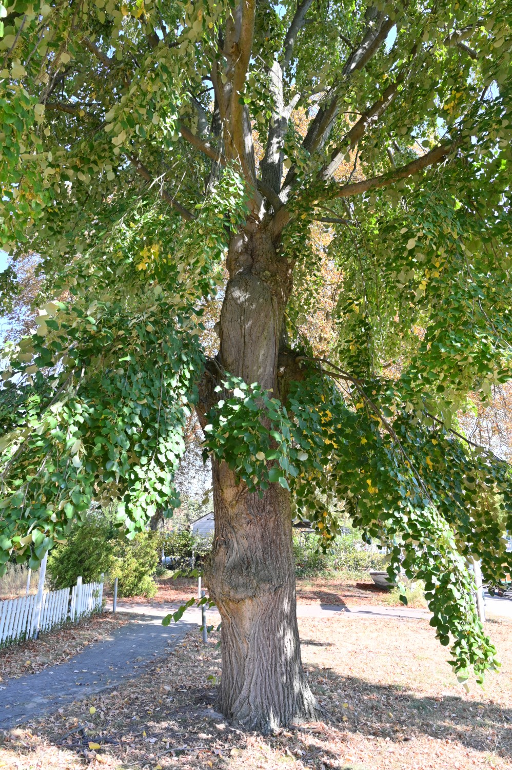Tilia tomentosa 'Petiolaris' - Berlin-Kladow - September 2024