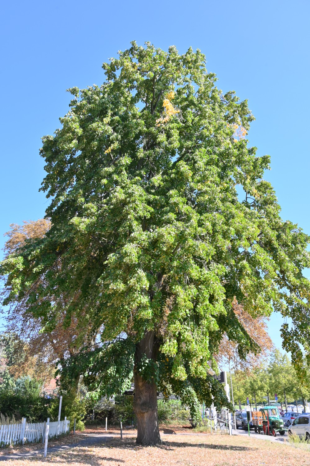 Tilia tomentosa 'Petiolaris' - Berlin-Kladow - September 2024