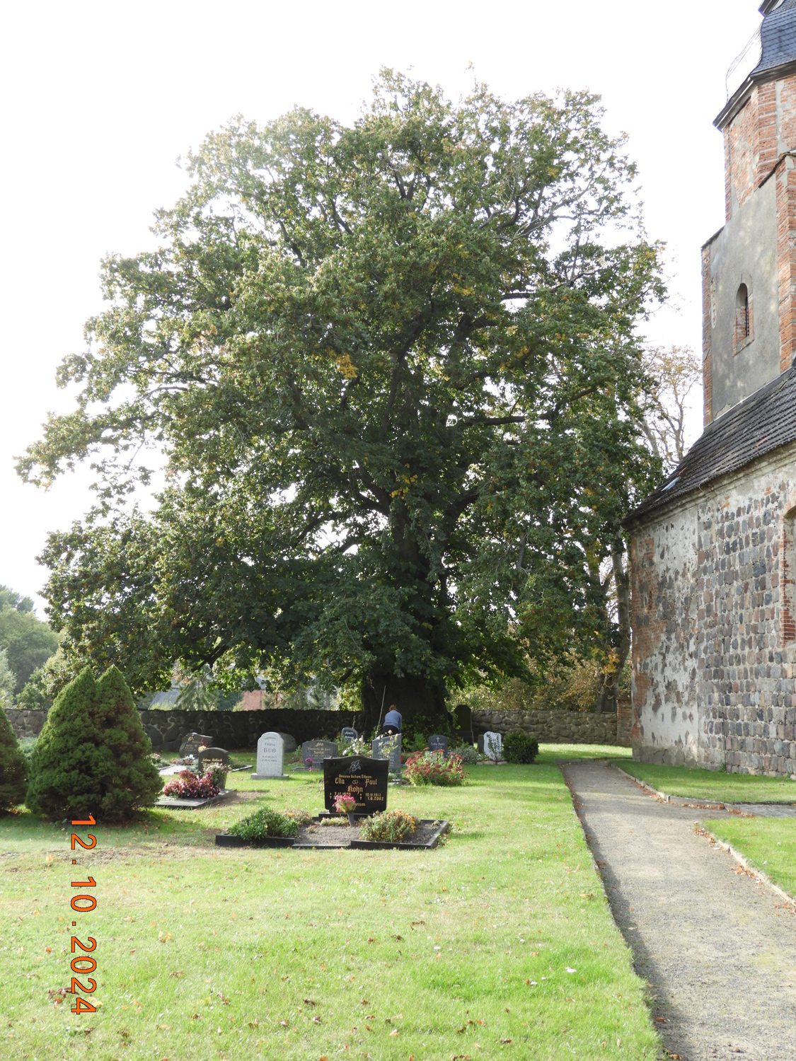 Sommer-Linde, Ansicht von Osten - Friedhof Kreckow - Okt. 2024