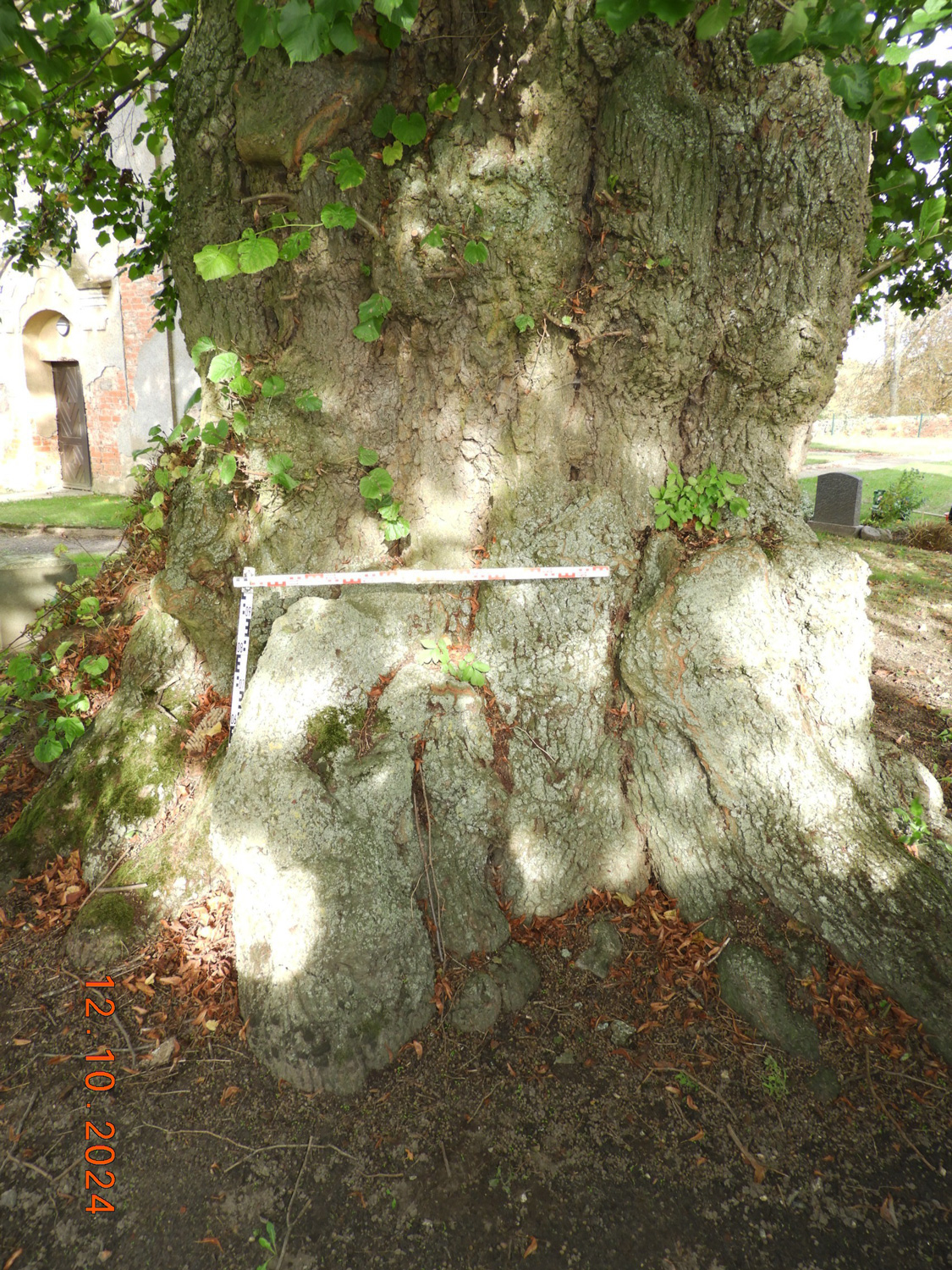 Sommer-Linde, Stammfuß von Südwesten - Friedhof Kreckow - Okt. 2024