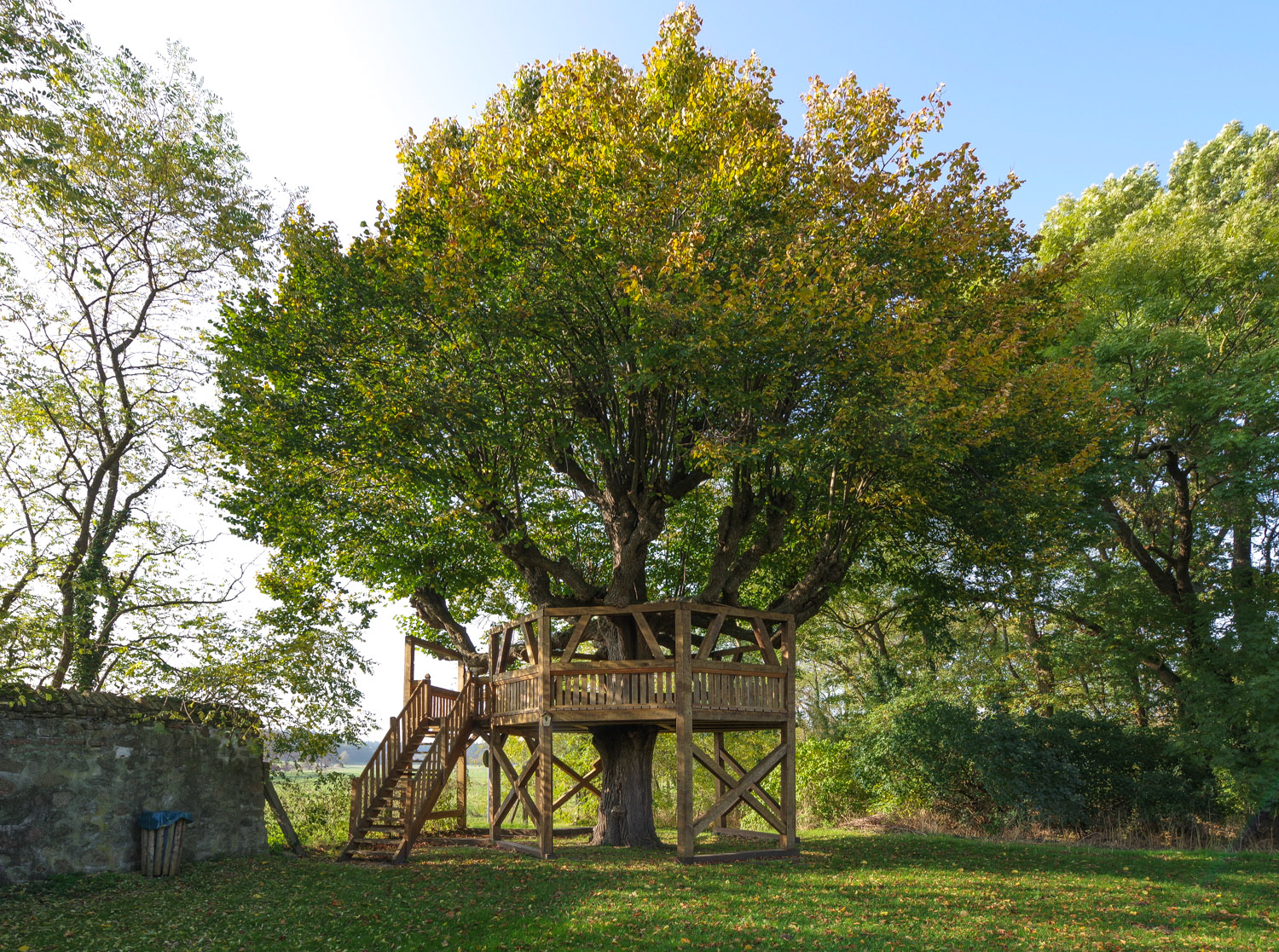 Tilia × europaea - Galenbeck - Oktober 2024