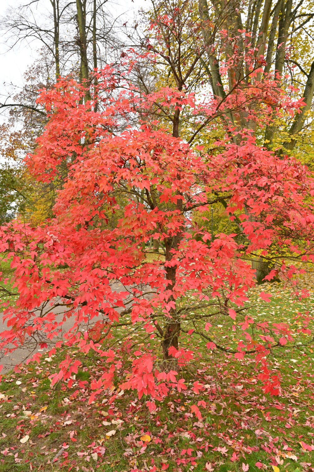 Acer triflorum - Kurpark Bad Nauheim - November 2024