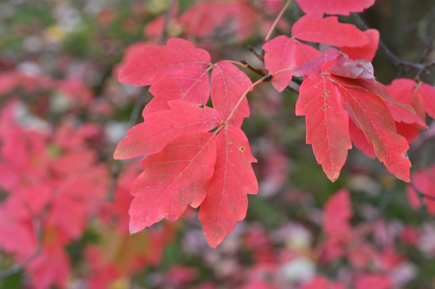 Acer triflorum - Kurpark Bad Nauheim - November 2024